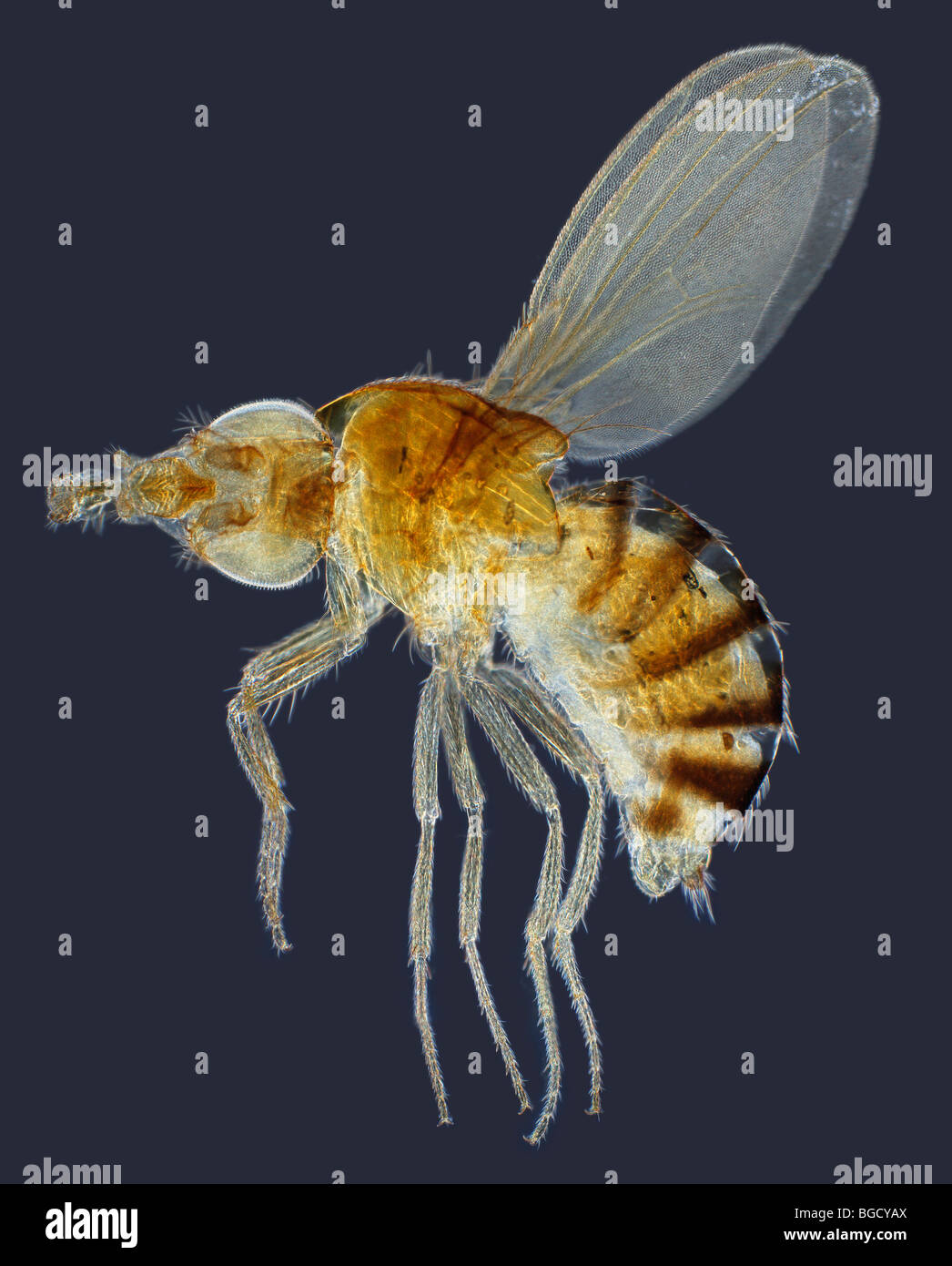Drosophila funebris (Fruit or Vinegar Fly) darkfield photomicrograph Stock Photo