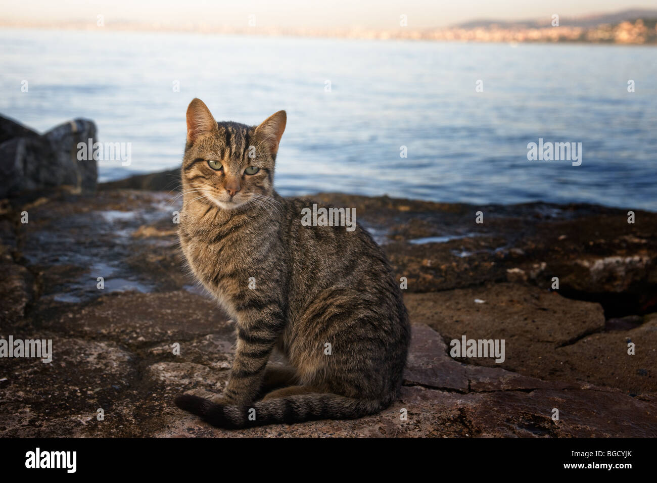 Cat sitting on the rock on sea shore Princess Islands, Istanbul, Turkey Stock Photo