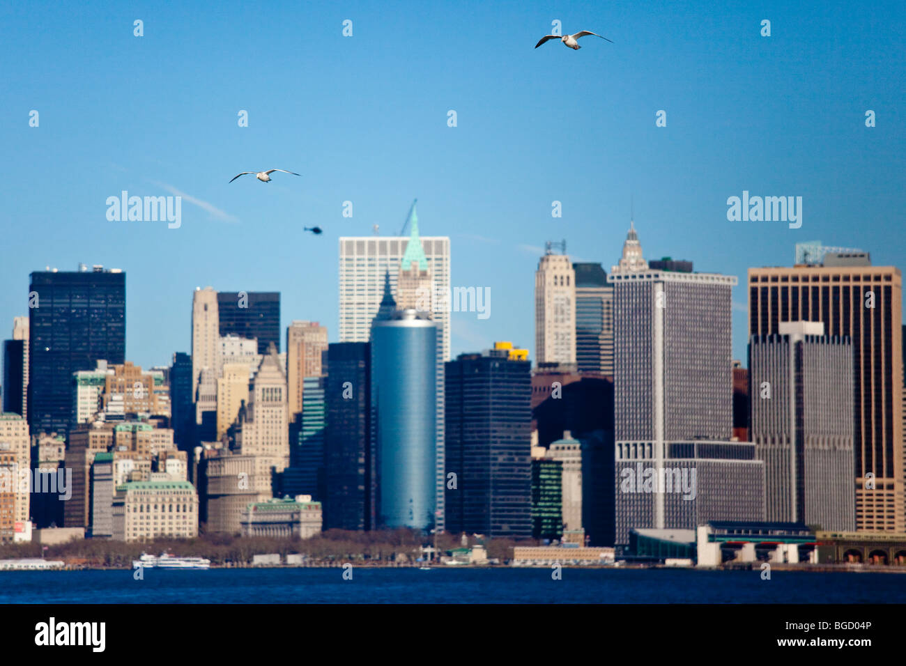 Seagull and the Manhattan Skyline, New York City Stock Photo
