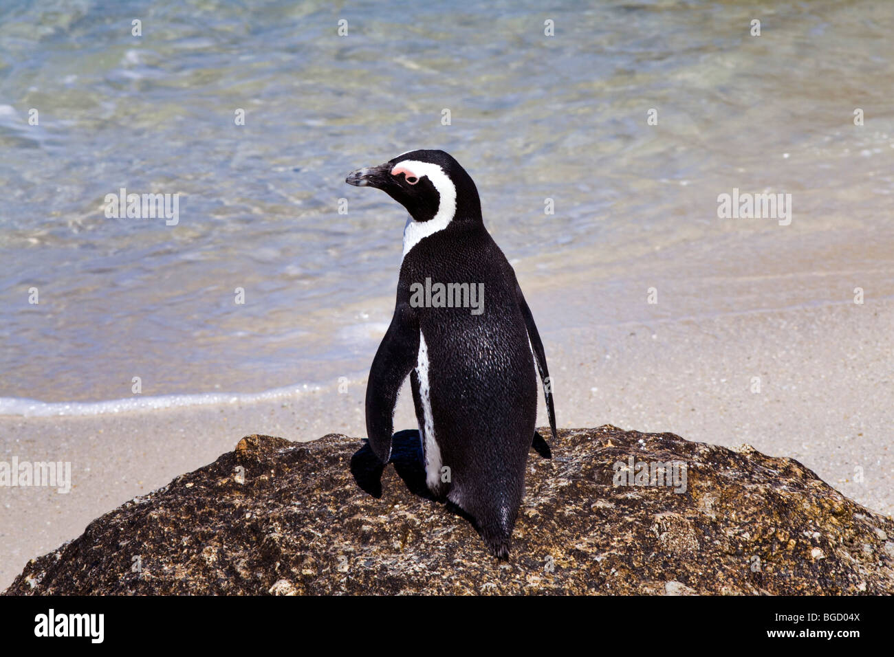 African penguin at Boulders Beach, Simonstown, Cape Town, Western Cape, South Africa Stock Photo