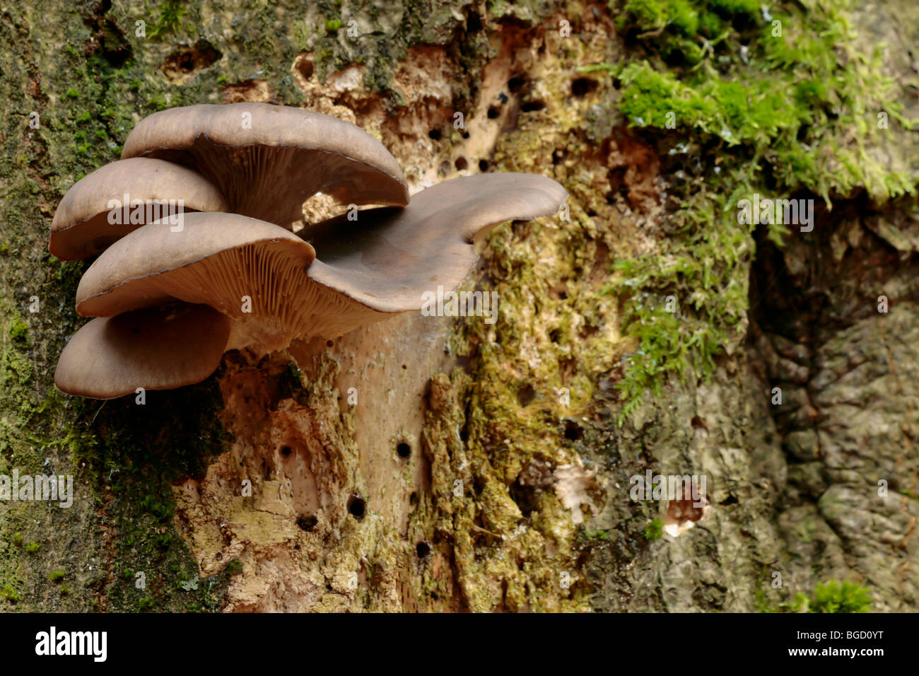 Oyster mushroom (Pleurotus ostreatus), edible mushroom, growing on a rotten trunk of a Beech (Fagus sylvatica) Stock Photo