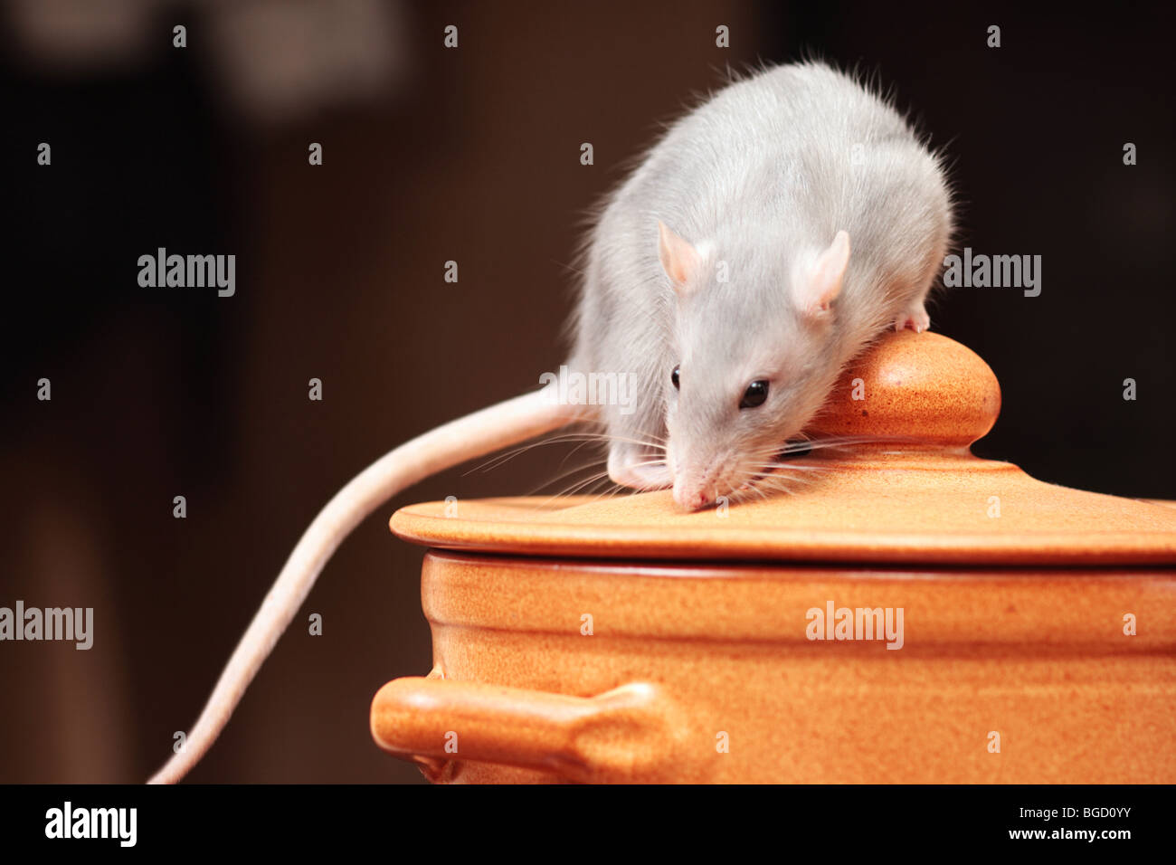 Rat on head hi-res stock photography and images - Alamy
