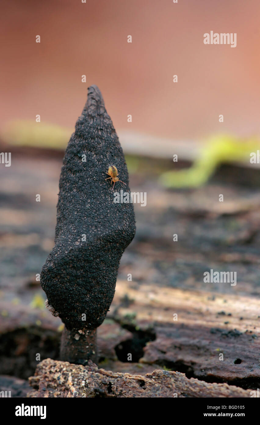 Dead man's fingers (Xylaria polymorpha) and Globular springtail (Dicyrtomina saundersi), apterygote Stock Photo
