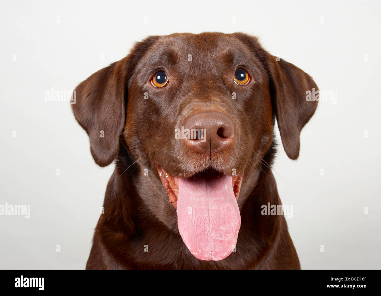 Smooth haired chocolate labrador retriever with tongue out Stock Photo Alamy