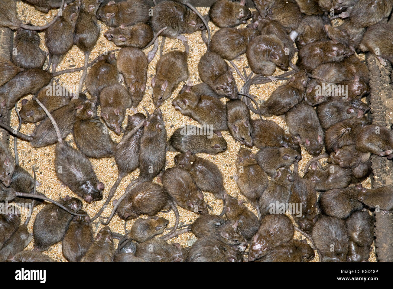 Karni mata temple deshnok hi-res stock photography and images - Alamy