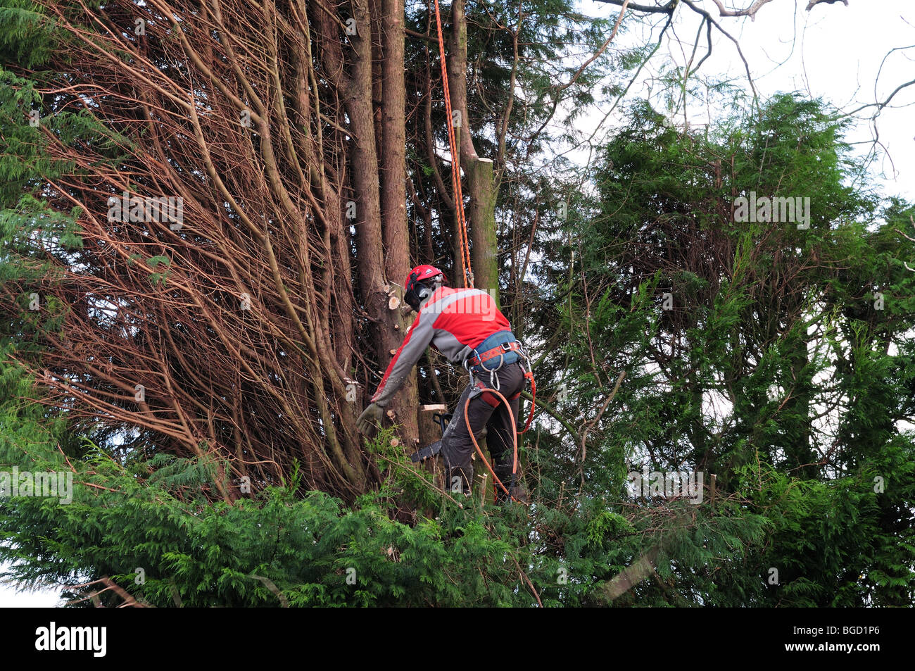 Tree Surgeon wearing protective clothing and using safety  harness cutting a large leylandii tree Carmarthenshire Wales Stock Photo