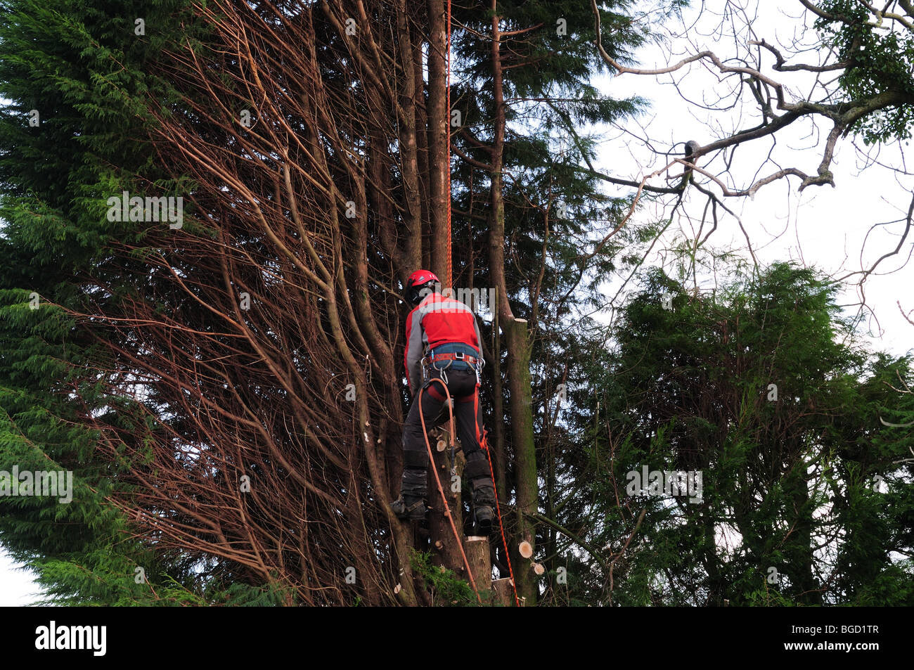 Tree Surgeon wearing protective clothing and using safety  harness cutting a large leylandii tree Carmarthenshire Wales Stock Photo