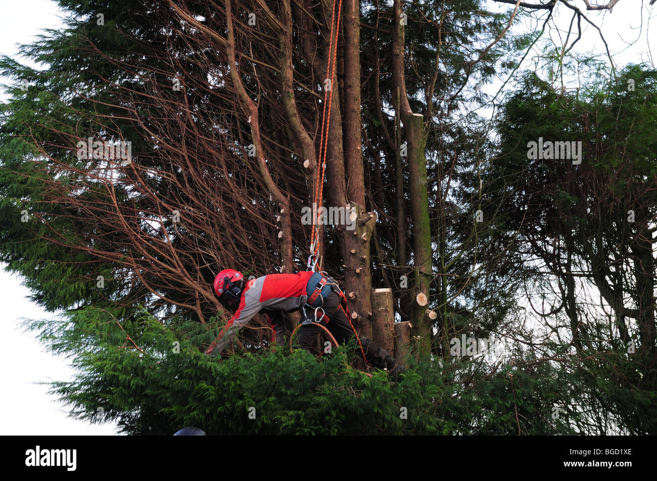 Tree Surgeon wearing protective clothing and using safety harness