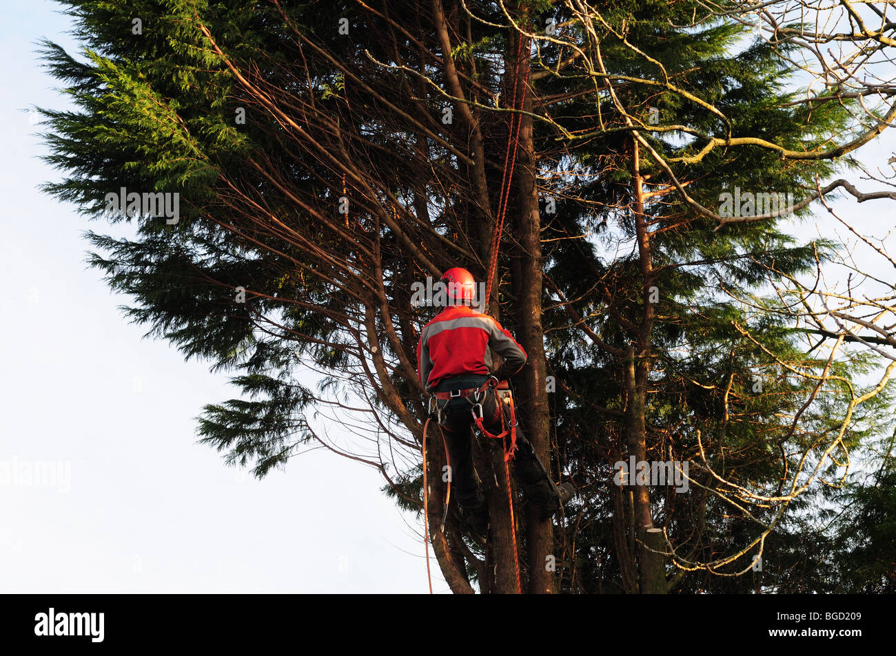 Tree Surgeon wearing protective clothing and using safety  harness cutting a large leylandii tree Carmarthenshire Wales Stock Photo