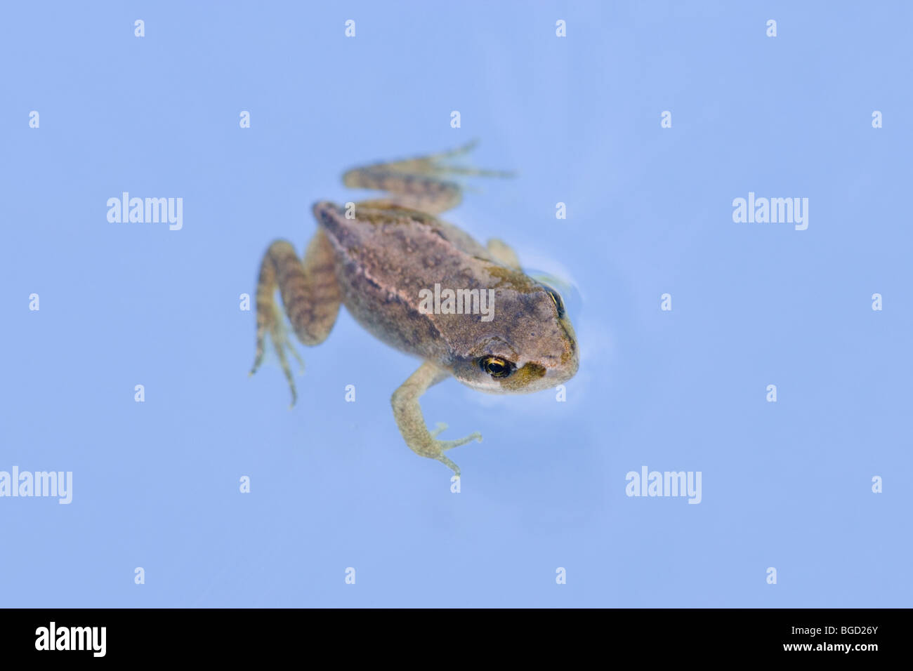 Common Frog (Rana temporaria). Metamorphosis. Developmental stage from