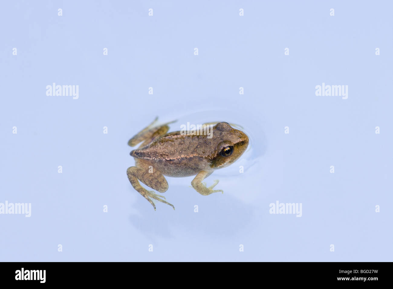 Frog - young frog amphibian - small frog. Common Frog (Rana temporania  Stock Photo - Alamy