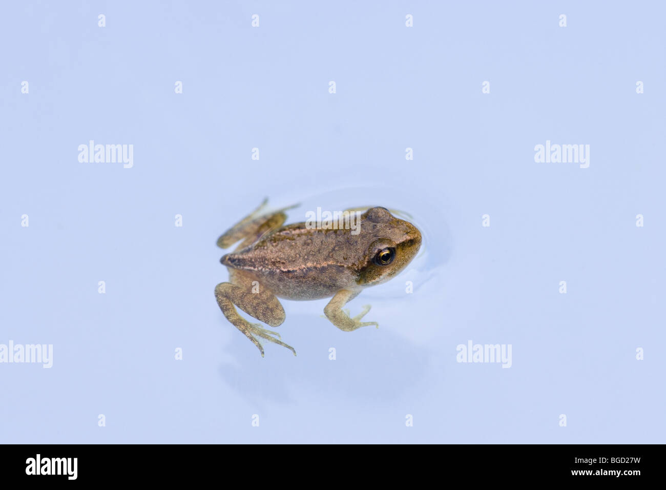 Metamorphosis from the tadpole to the frog hires stock photography and