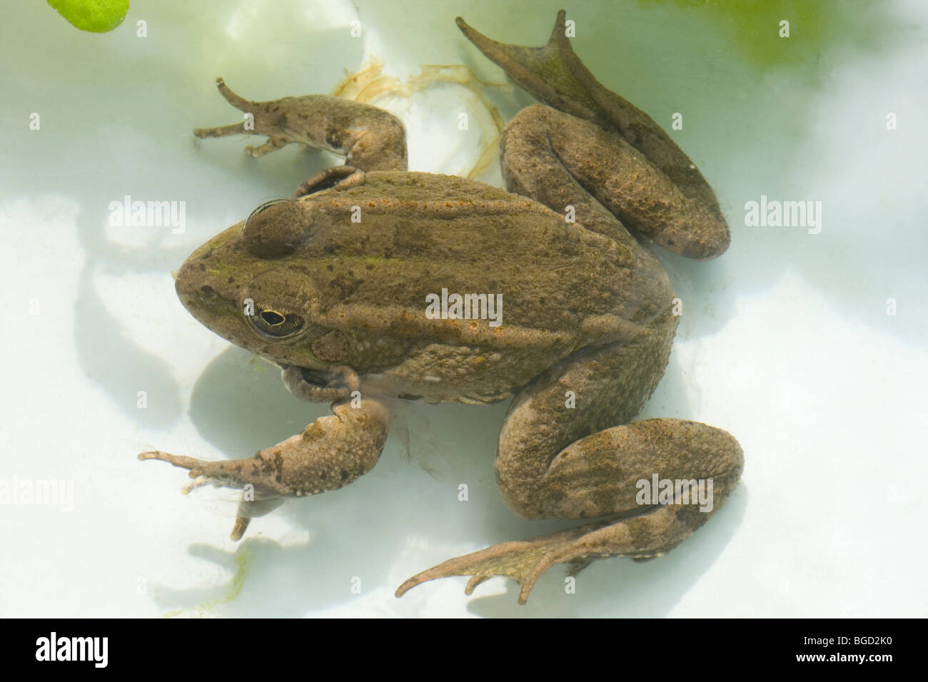 Iberian Water Frog or Southern Marsh Frog (Rana perezi). Iberia and southern France. This specimen northern Spain. Stock Photo