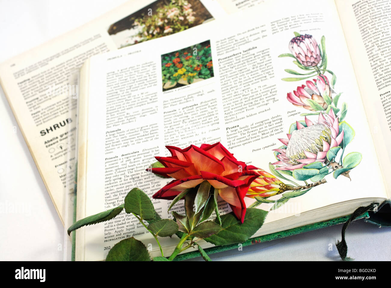 Gardening book and encyclopedia with red rose. Color. Stock Photo
