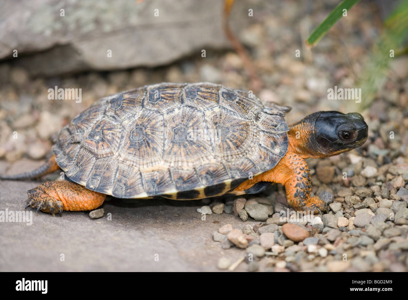 Wood Turtle (Glyptemys insculpta). North America. Reputation as a particularly intelligent reptile. Stock Photo