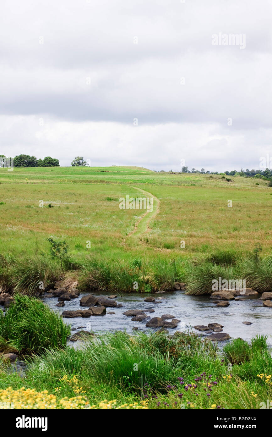 Track through green meadow with stream and flowers in foreground. Foreground focus. Kwazulu Natal, South Africa. Color. Stock Photo
