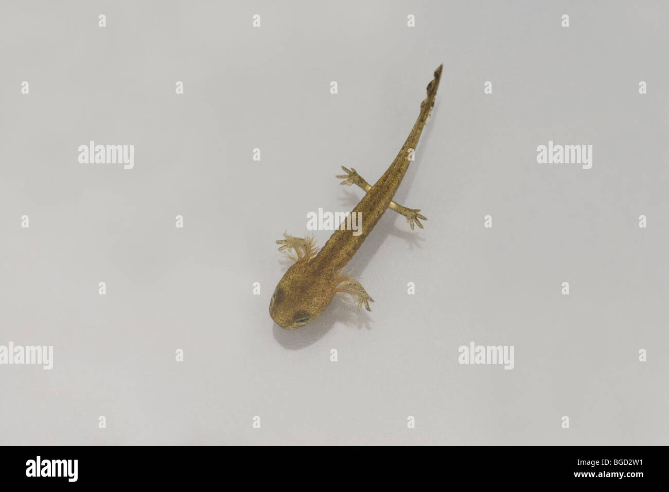 European Fire Salamander (Salamandra salamandra). Larva or tadpole. Stock Photo