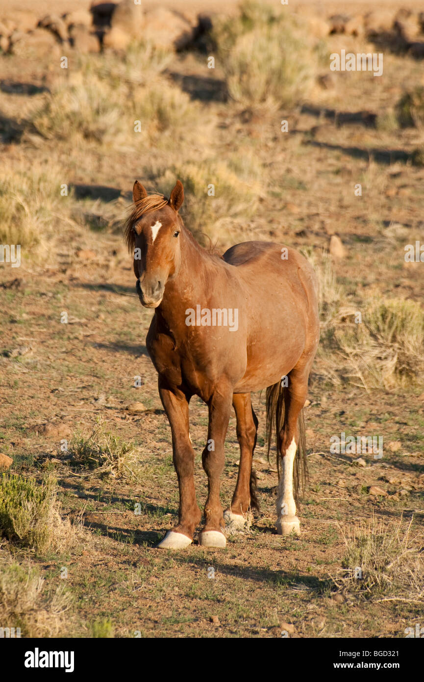 Wild Horse Equus ferus caballus Nevada Stock Photo