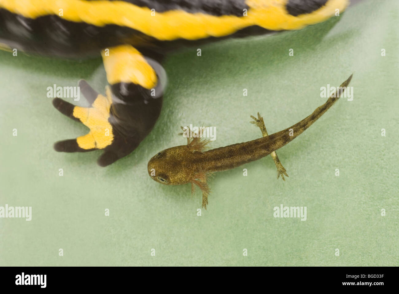 European Fire Salamander (Salamandra salamandra). Just deposited, born, in water, larva or tadpole, by female. VIVIPAROUS. Stock Photo
