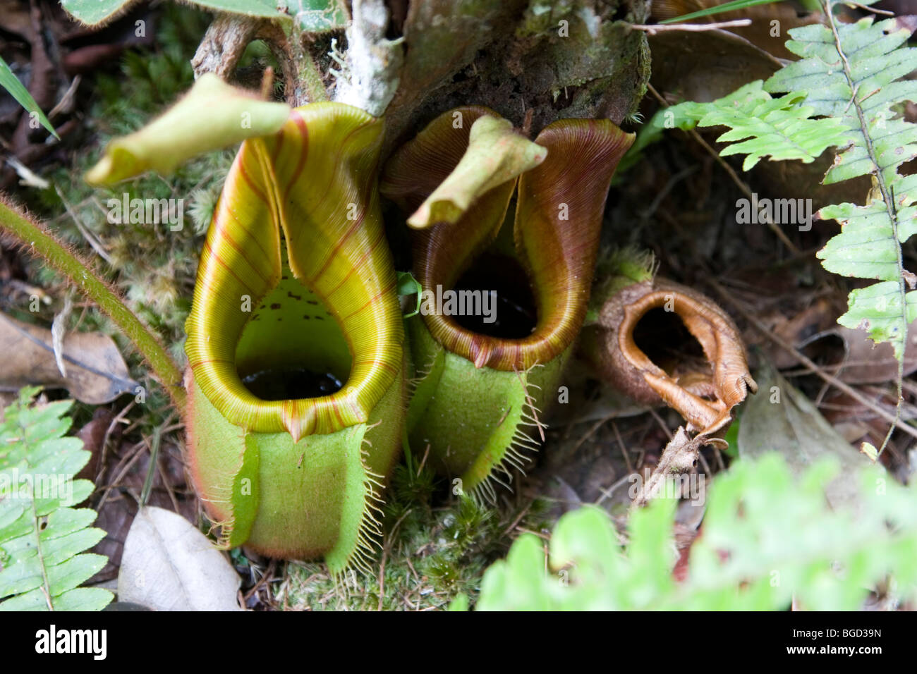 Pitcher plants which trap and ingest insects are common in the kelangas