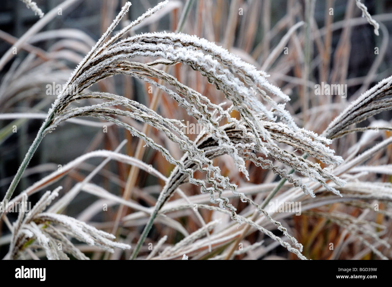 Frost on ornamental grass Stock Photo Alamy