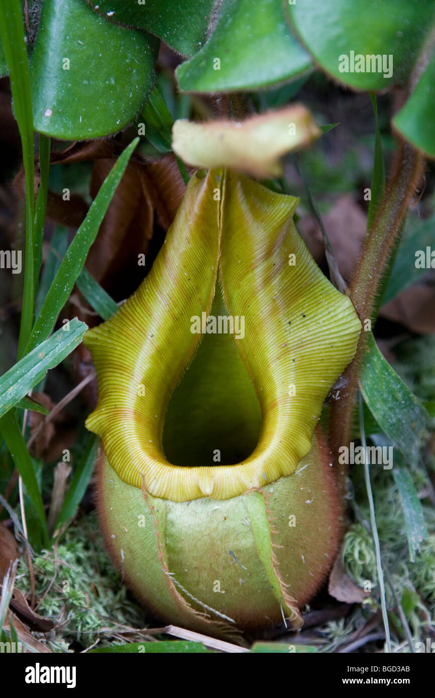 Pitcher plants which trap and ingest insects are common in the kelangas