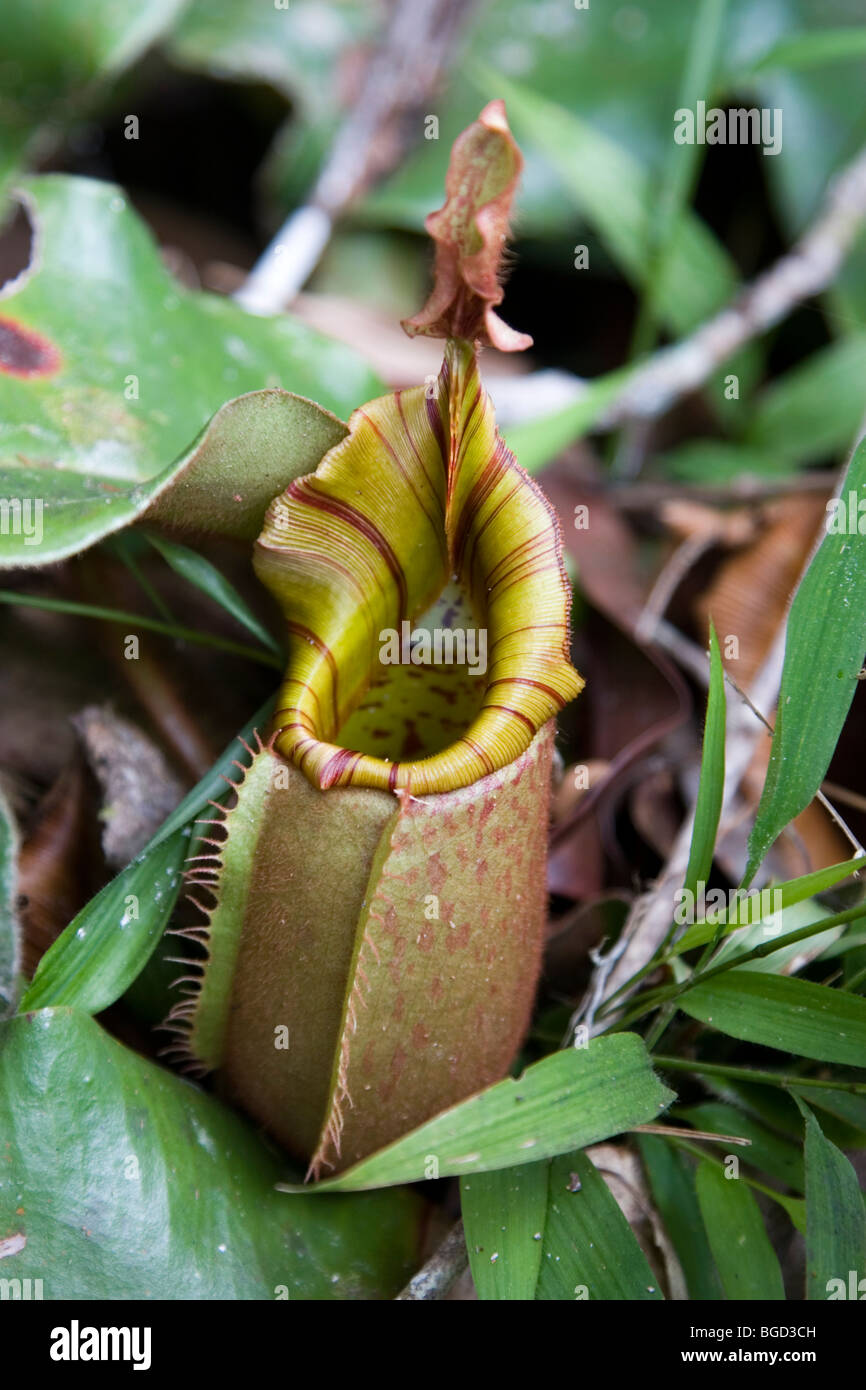 Pitcher plants which eat insects are common in the kelangas forest in