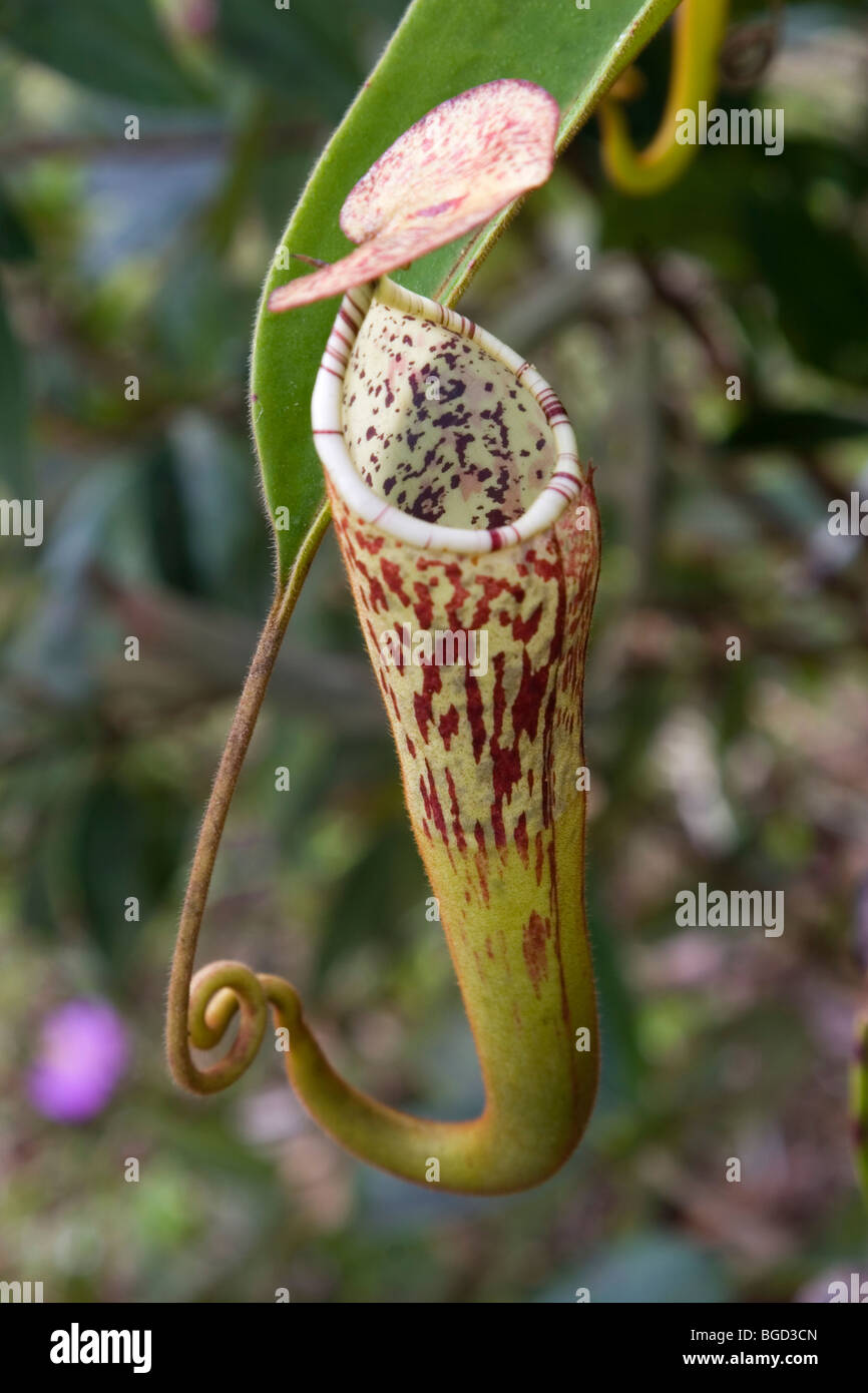 Pitcher plants which eat insects are common in the kelangas forest in