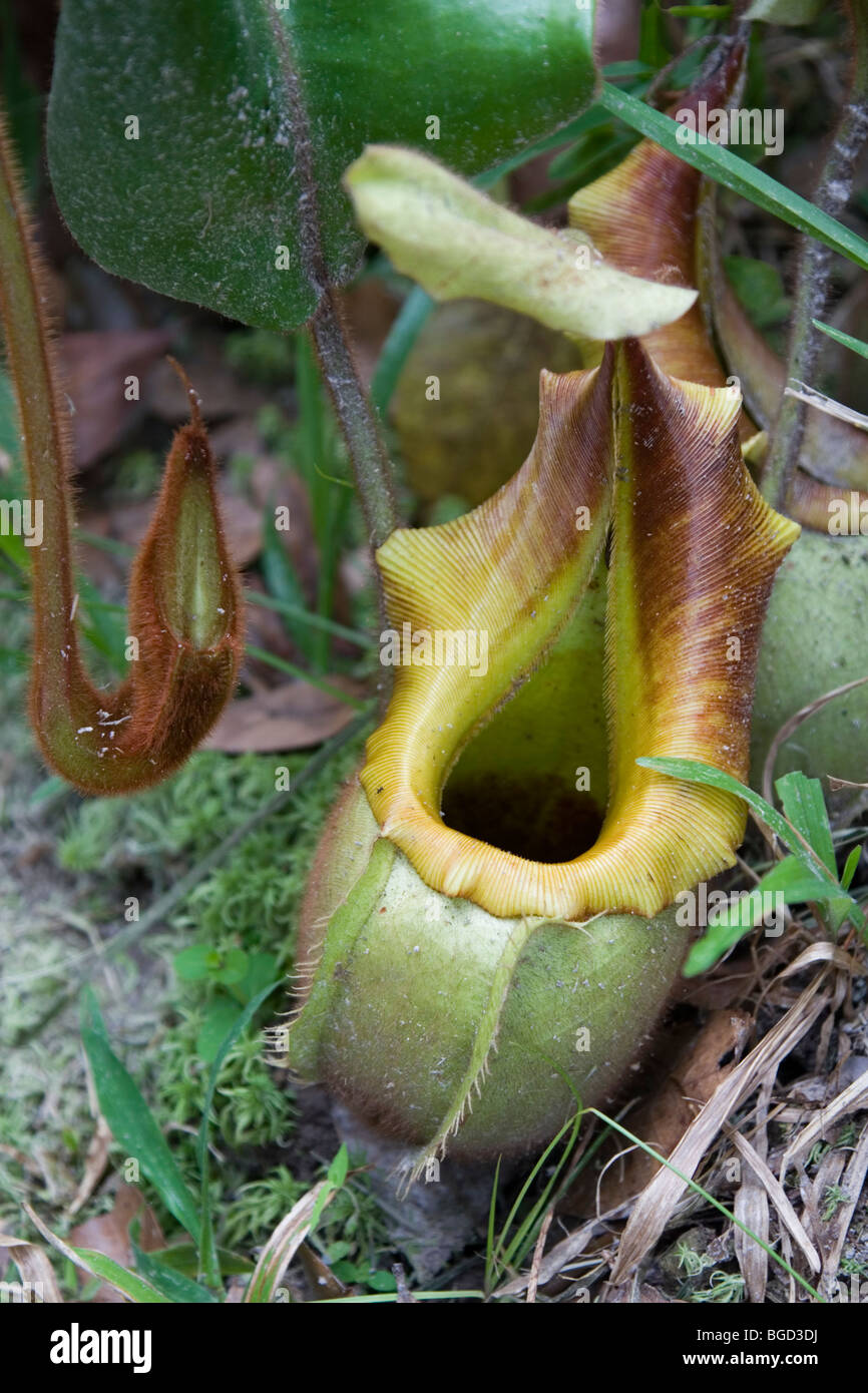 Pitcher plants which trap and ingest insects are common in the kelangas