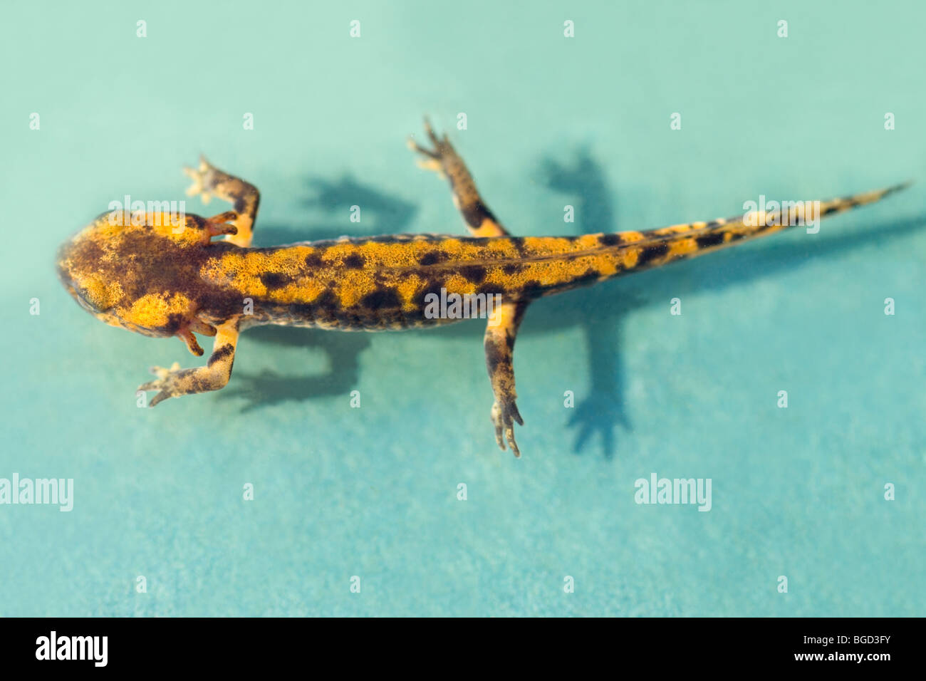 European Fire Salamander (Salamandra salamandra). Larva or tadpole. Regression, absorption of external gills. Stock Photo