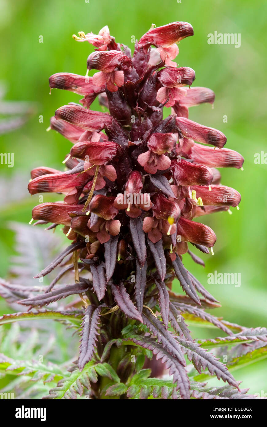 Gestutztes Laeusekraut lousewort (Pedicularis recutita), Oberthauern, Salzburg, Austria, Europe Stock Photo