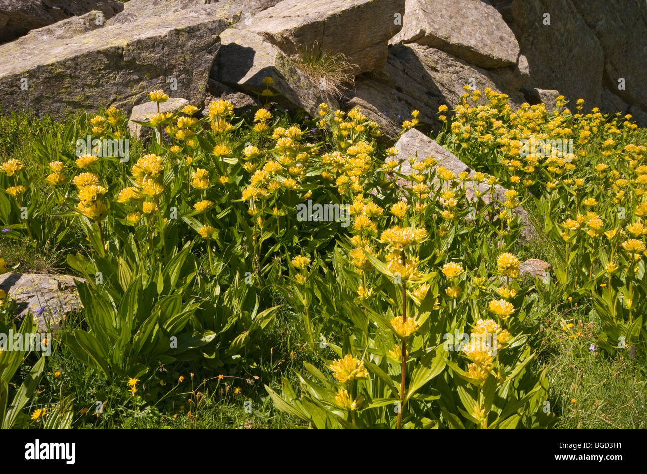 Spotted Gentian (Gentiana punctata), Gran Paradiso National Park, Valle d'Aosta, Italy, Europe Stock Photo