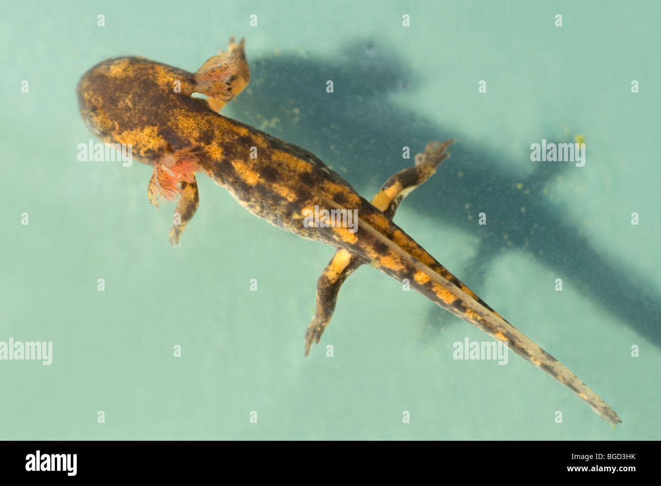 Fire salamander larvae hires stock photography and images Alamy