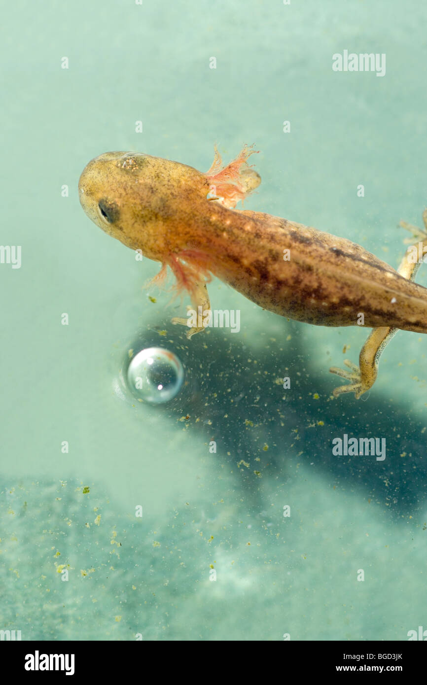 European Fire Salamander larva or tadpole (Salamandra salamandra). In water and showing external gills. Stock Photo