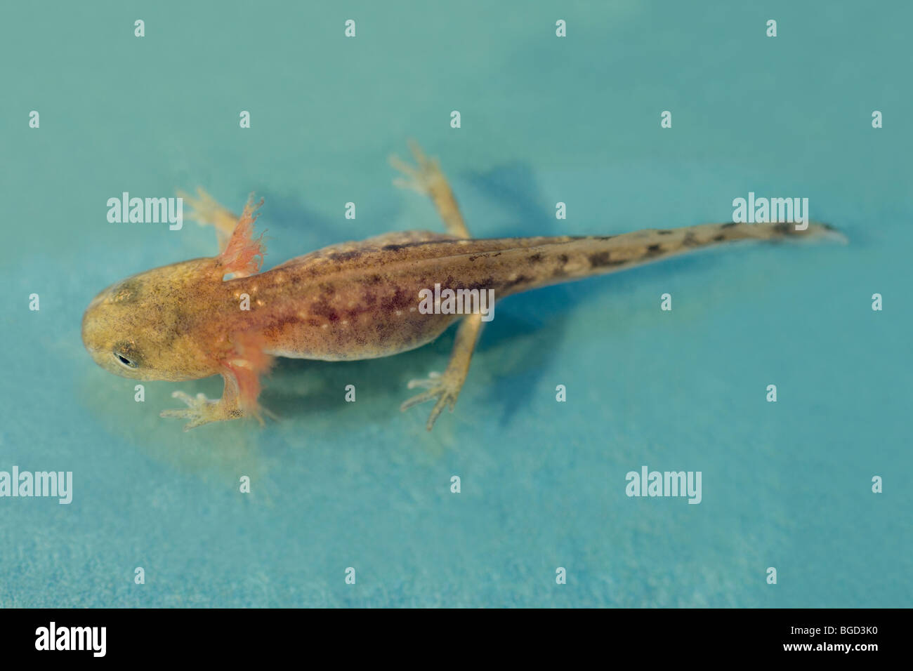 European Fire Salamander (Salamandra salamandra). Developmental stage