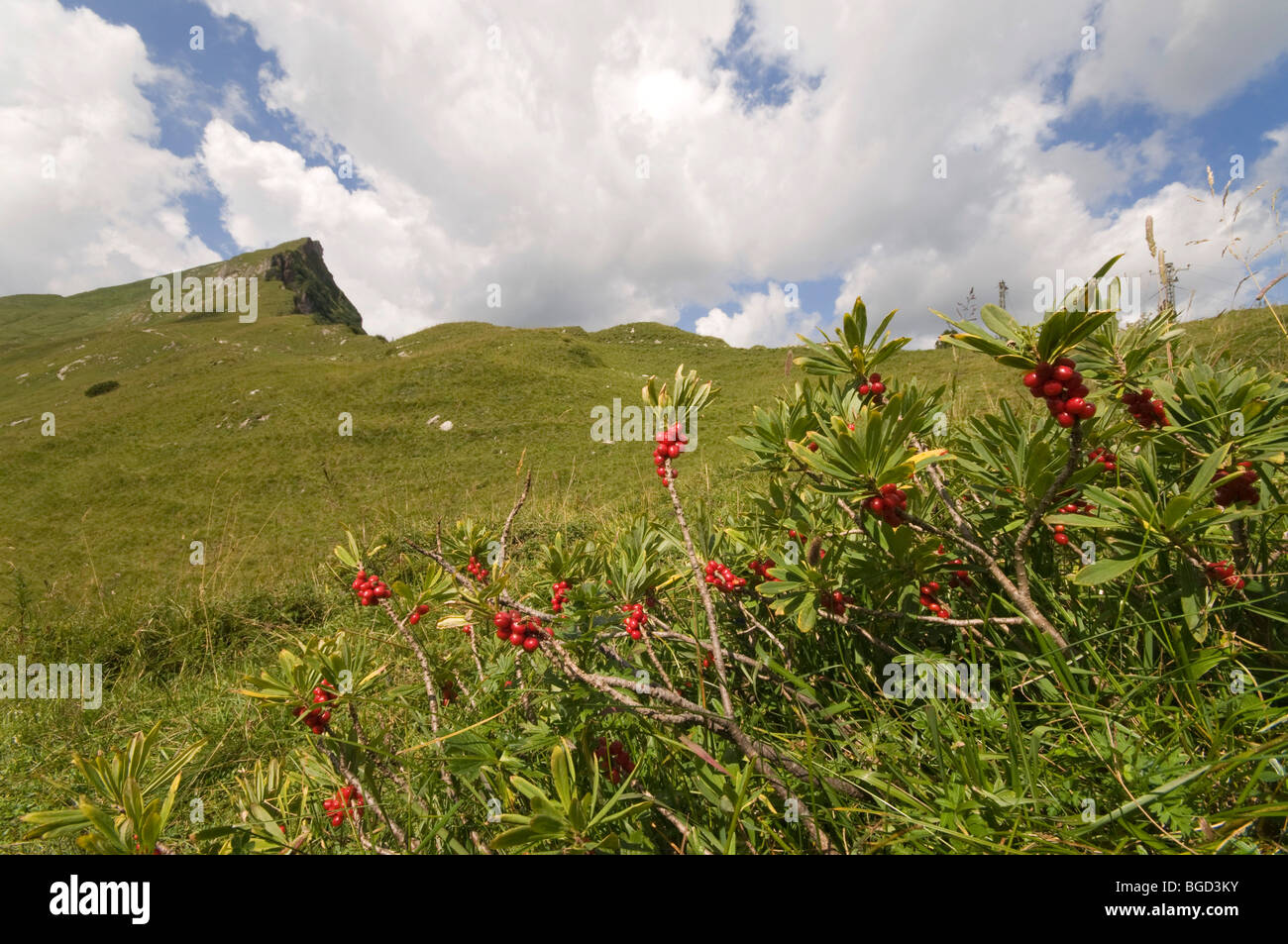 Mezereon (Daphne mezereum), in the back Mt. Rote Spitze, Naturschutzgebiet Vilsalpsee Nature Reserve, Allgaeu Alps, Tyrol, Aust Stock Photo