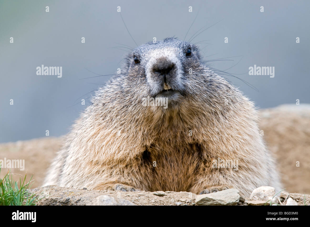 Marmot (Marmota marmota), Nationalpark Hohe Tauern National Park, Carinthia, Austria, Europe Stock Photo