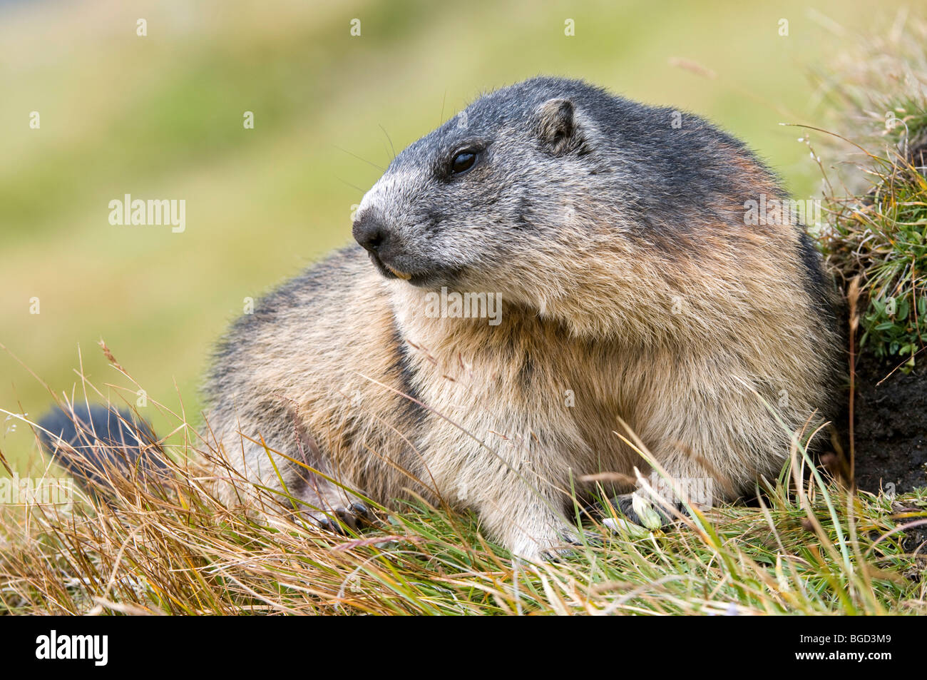 Marmot (Marmota marmota), Nationalpark Hohe Tauern National Park, Carinthia, Austria, Europe Stock Photo