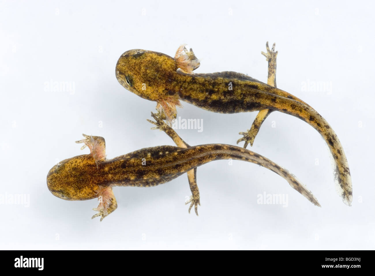 European Fire Salamander (Salamandra salamandra). Two adpoles or larvae, in aquatic stage of development. Stock Photo
