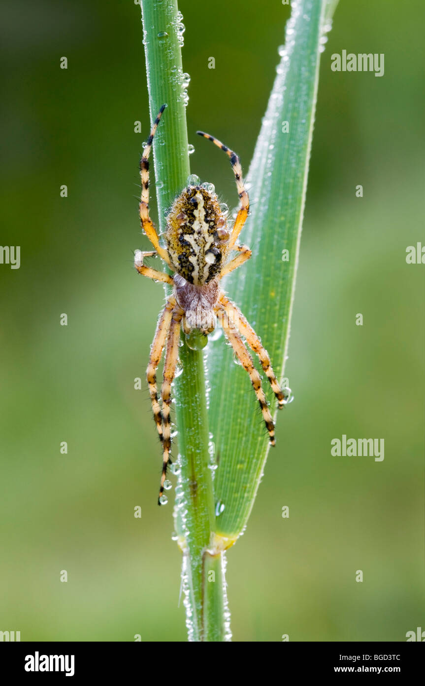 Oak Spider (Araneus ceropegius), Riedener Lake, Rieden, Lech Valley, Ausserfern, Tyrol, Austria, Europe Stock Photo