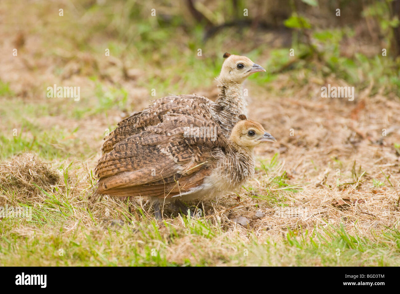 Common, Indian or Blue Peafowl (Pavo cristata). Peachicks; young, four weeks old. Stock Photo