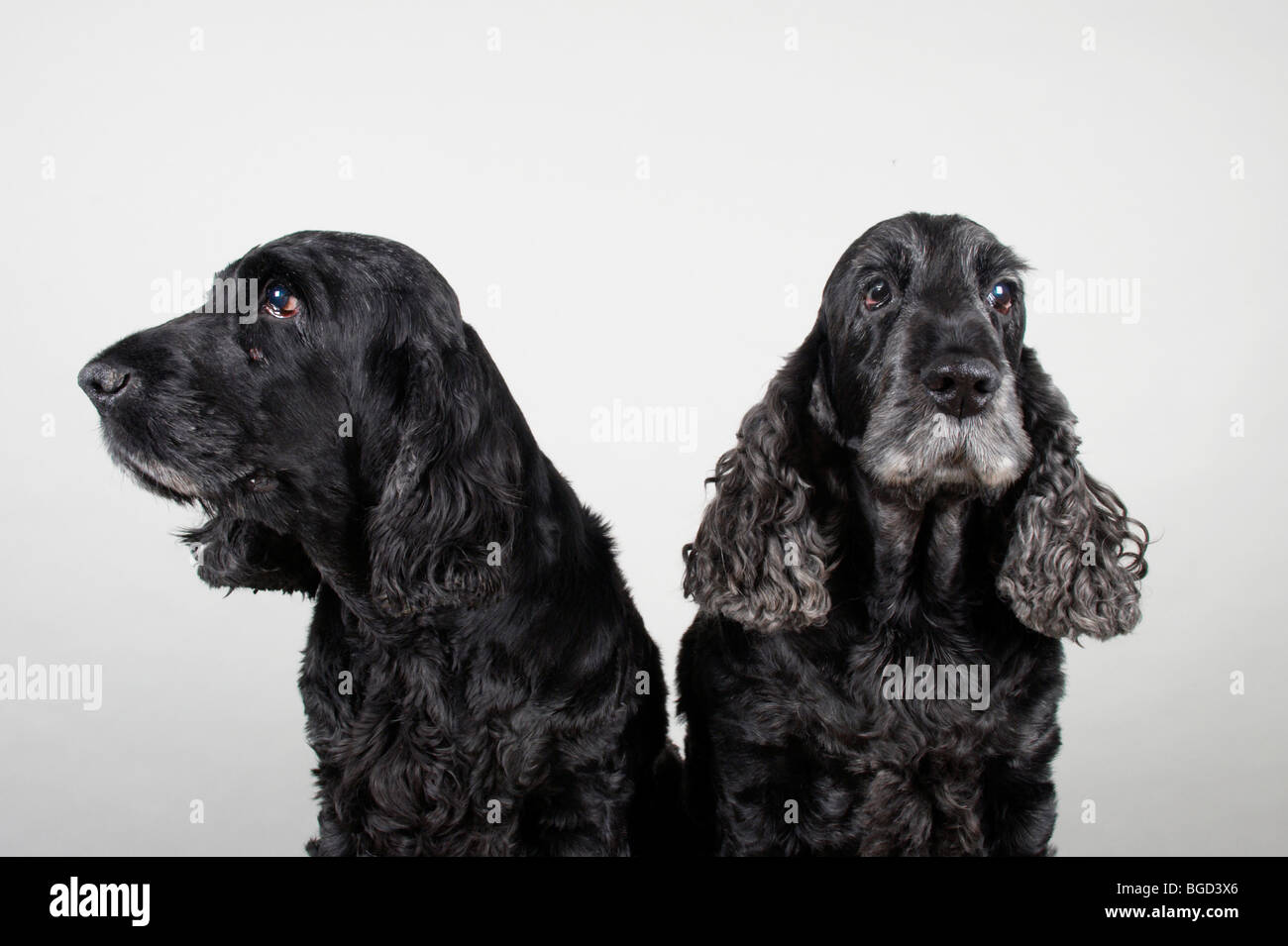 black spaniels Stock Photo