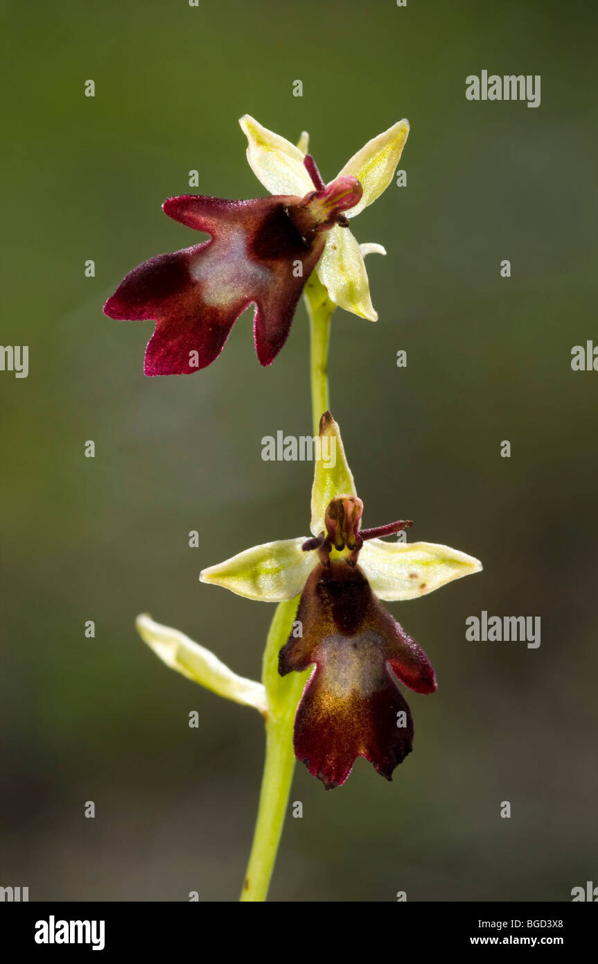 Fly Orchid (Ophrys insectifera), Pfrillen Lake, Lech Valley, Tyrol, Austria, Europe Stock Photo