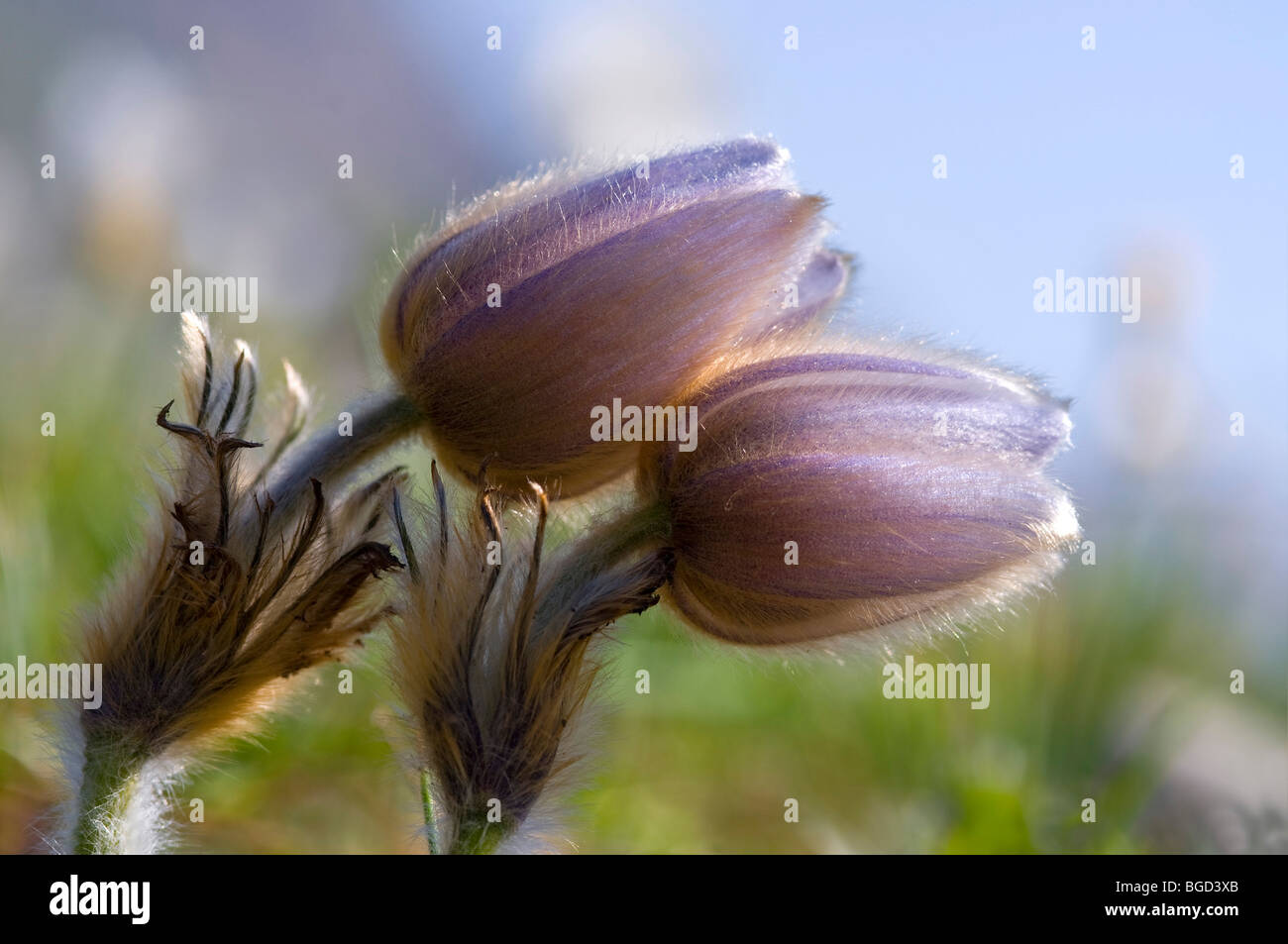 Spring Pasque Flower (Pulsatilla vernalis), Gran Paradiso National Park, Valle d'Aosta, Italy, Europe Stock Photo