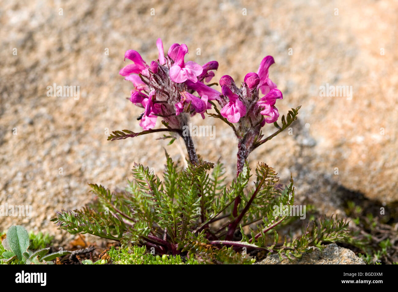 Tufted Lousewort (Pedicularis gyroflexa), Gran Paradiso National Park, Valle d'Aosta, Italy, Europe Stock Photo