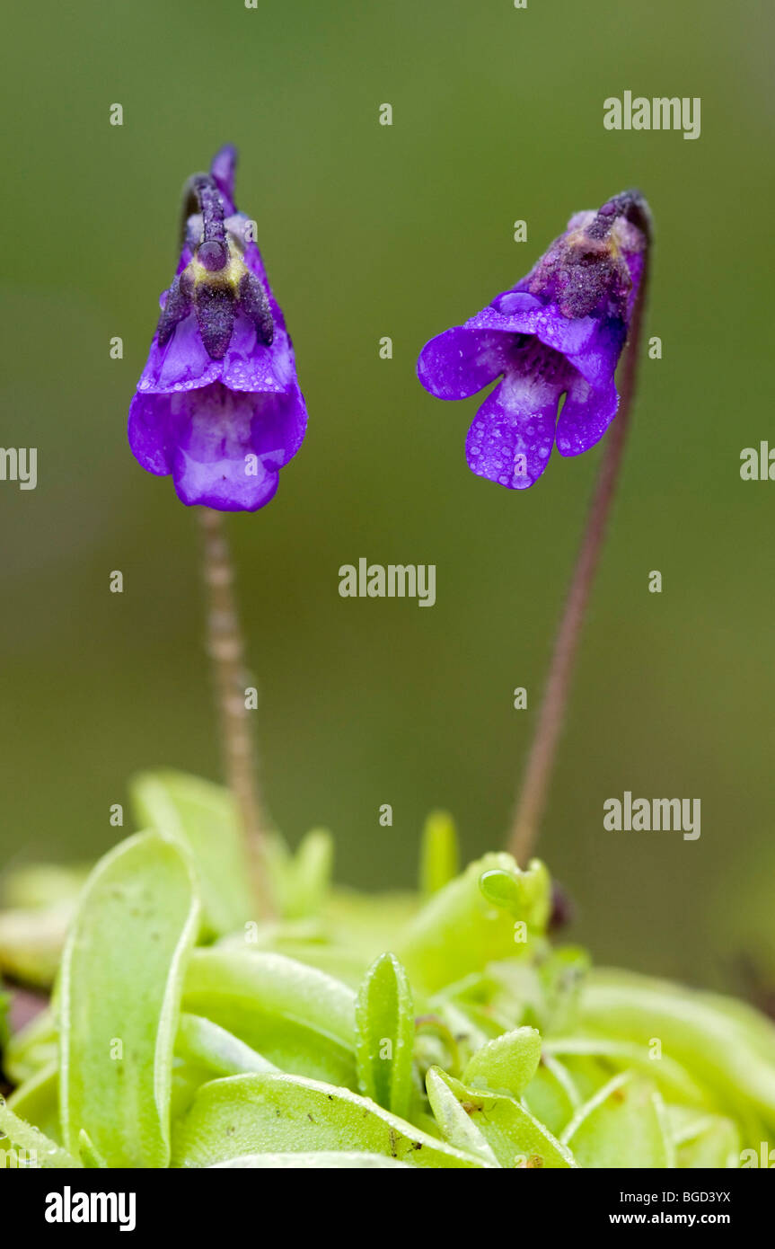 Common butterwort (Pinguicula vulgaris), Pillberg, Tyrol, Austria, Europe Stock Photo
