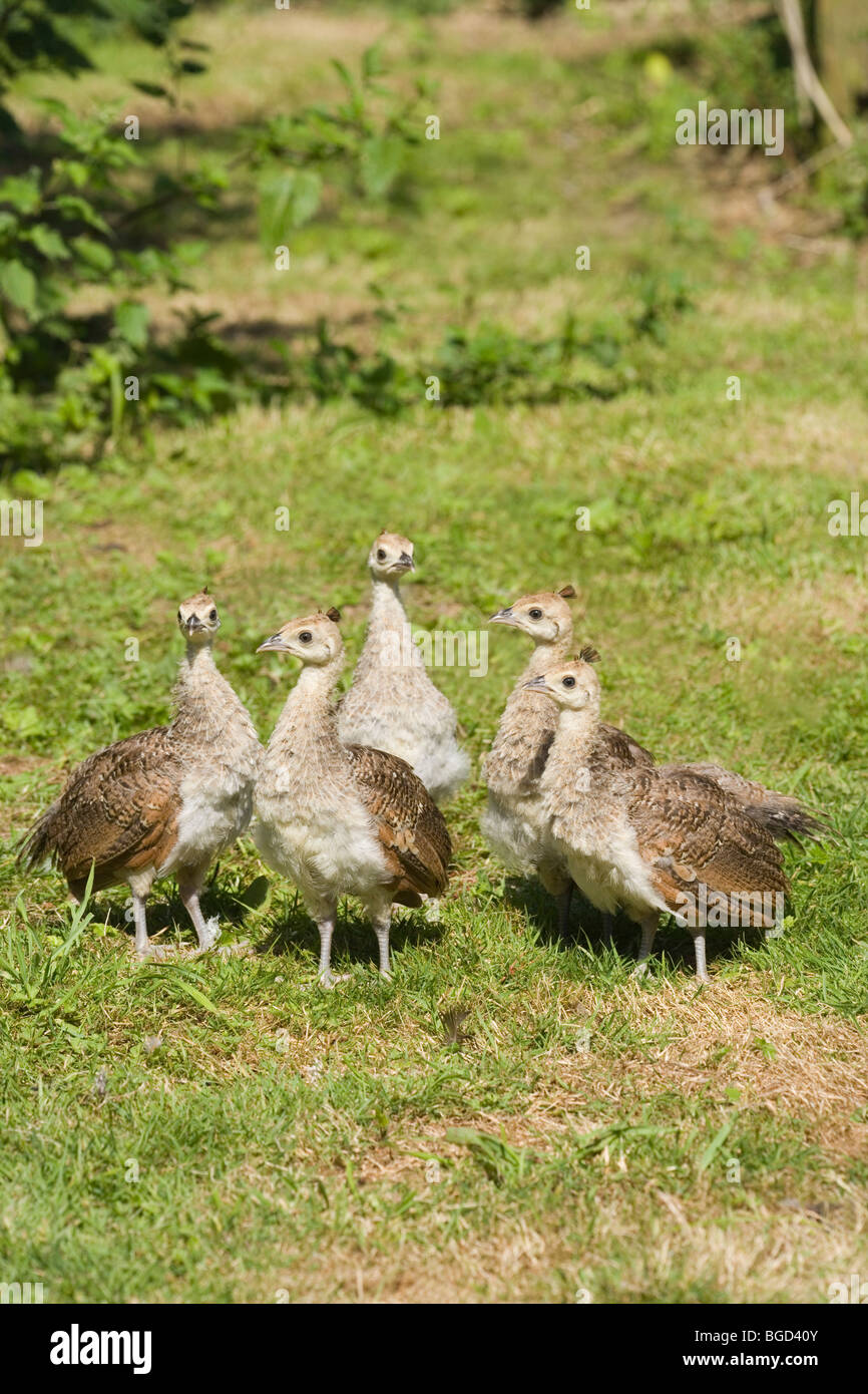 Common, Indian or Blue Peafowl (Pavo cristata). Young, peachicks three weeks old. Stock Photo