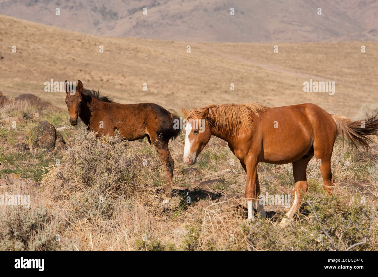 Wild Horses Equus ferus caballus Nevada Stock Photo