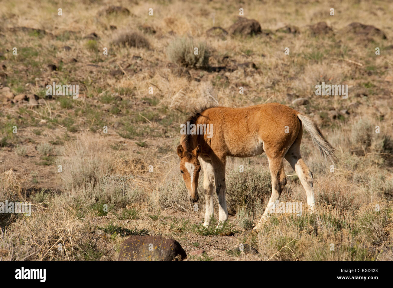Baby Wild Horse colt Equus ferus caballus Nevada Stock Photo