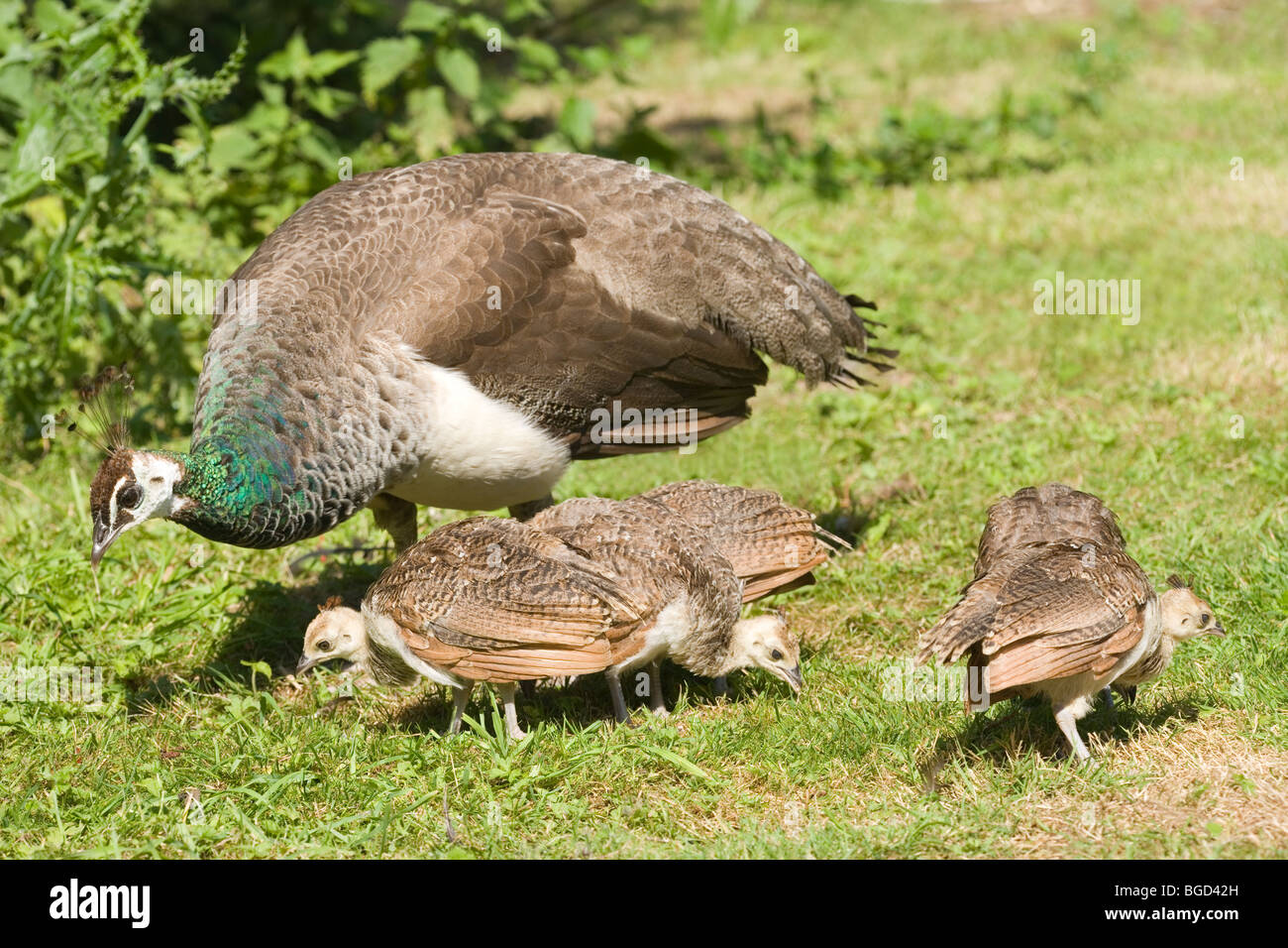 Common, Indian or Blue Peafowl (Pavo cristata). Peahen, or female and peachicks. Three weeks old. Single parent. Stock Photo